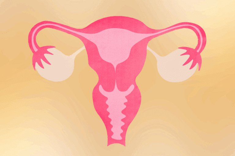 Uterus and ovaries