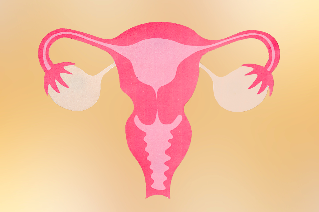 Uterus and ovaries